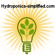 GROWING HYDROPONIC TOMATOES