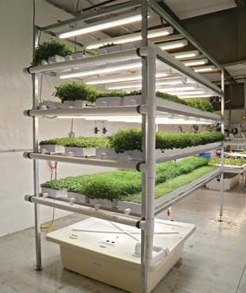 HYDROPONIC MICROGREENS- HEALTHY, TASTY AND FUN! - Hydroponics Gardening ...